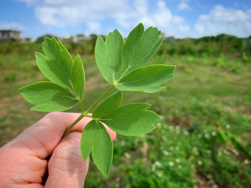 Okinawan chomeiso, a herb that is said to help prolong life