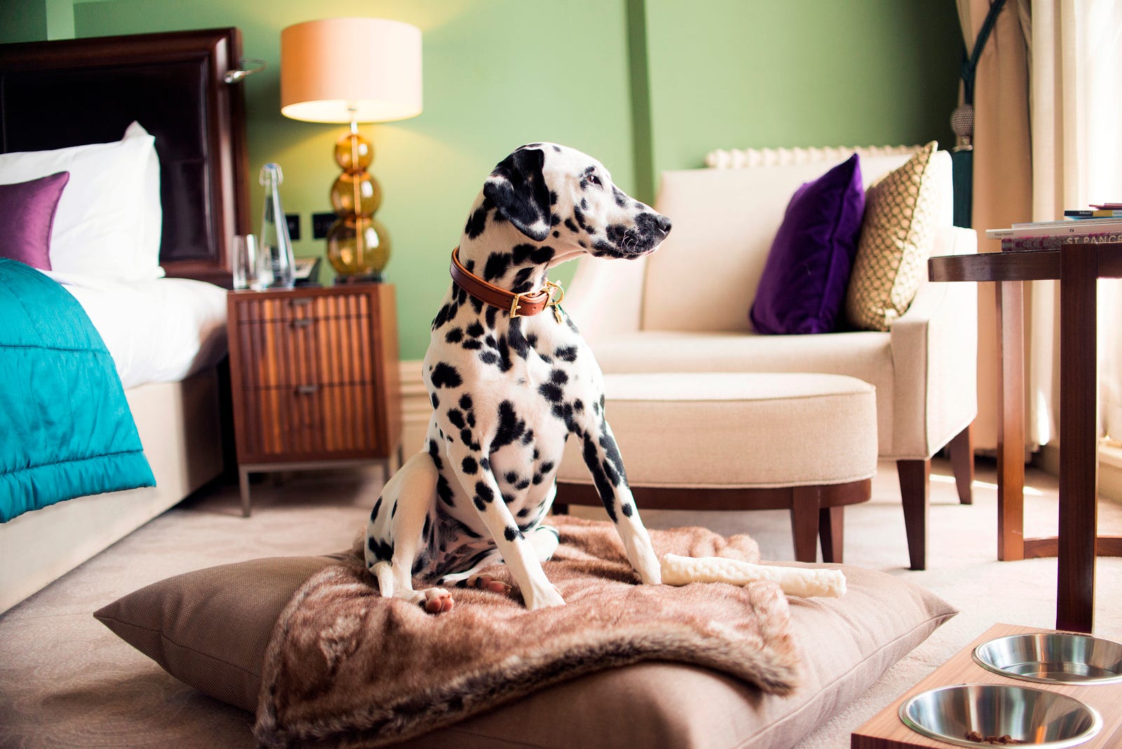 Pet Friendly Hotels Bed And Breakfast At Asheville Nc