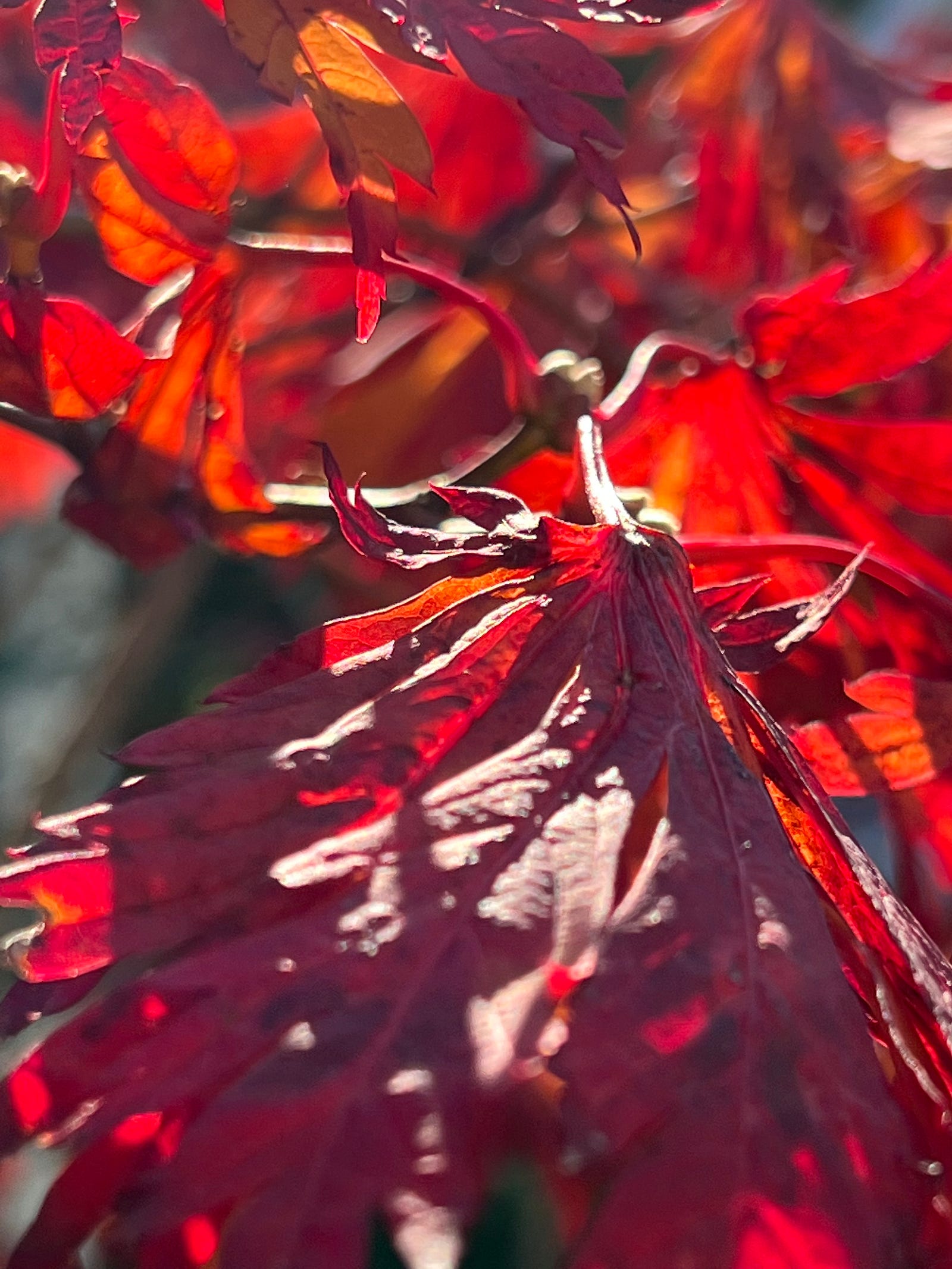 Scarlet maple leaves backlit on a October afternoon in Mystic, CT