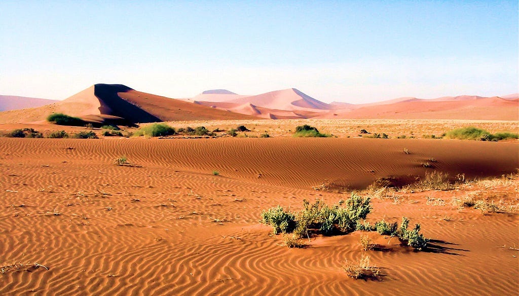 Vida salvaje Desierto Edith Ledezma Medium