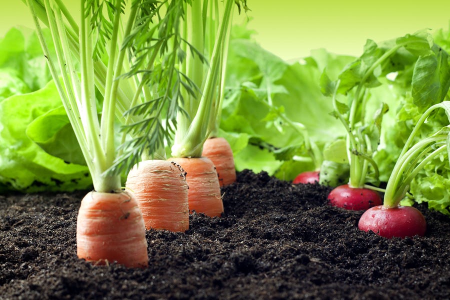 9 Reasons To Grow Your Own Garden Vegetables Wellness Nova Medium Wellnessnova Com Sure You Could Go To The Supermarket Or Local Farmers Market For Your Seasonal Bounties Maybe Even Get A Csa Farm Box Delivered
