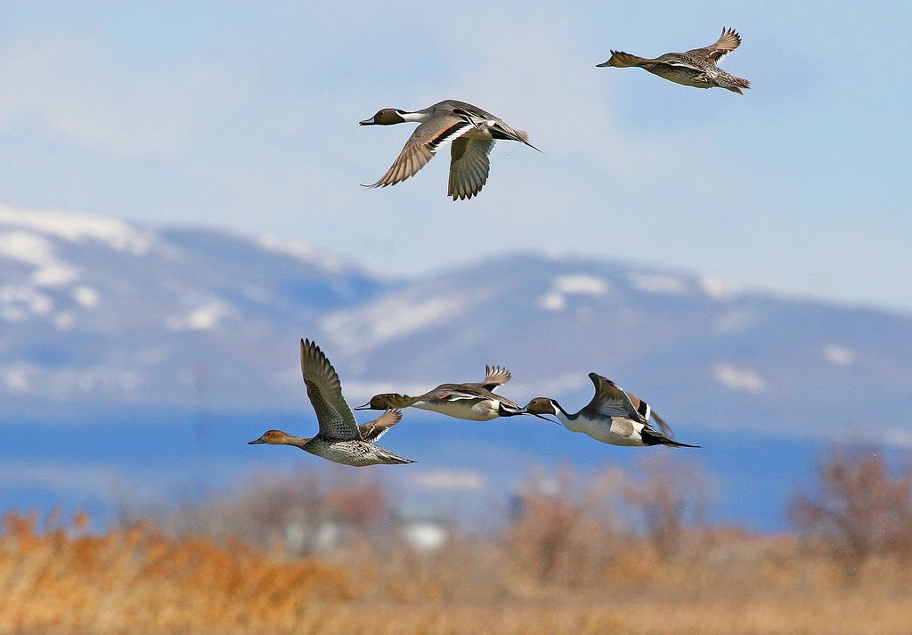 Noteworthy Birding Festivals Of 2017 – Updates From The U.S. Fish And ...