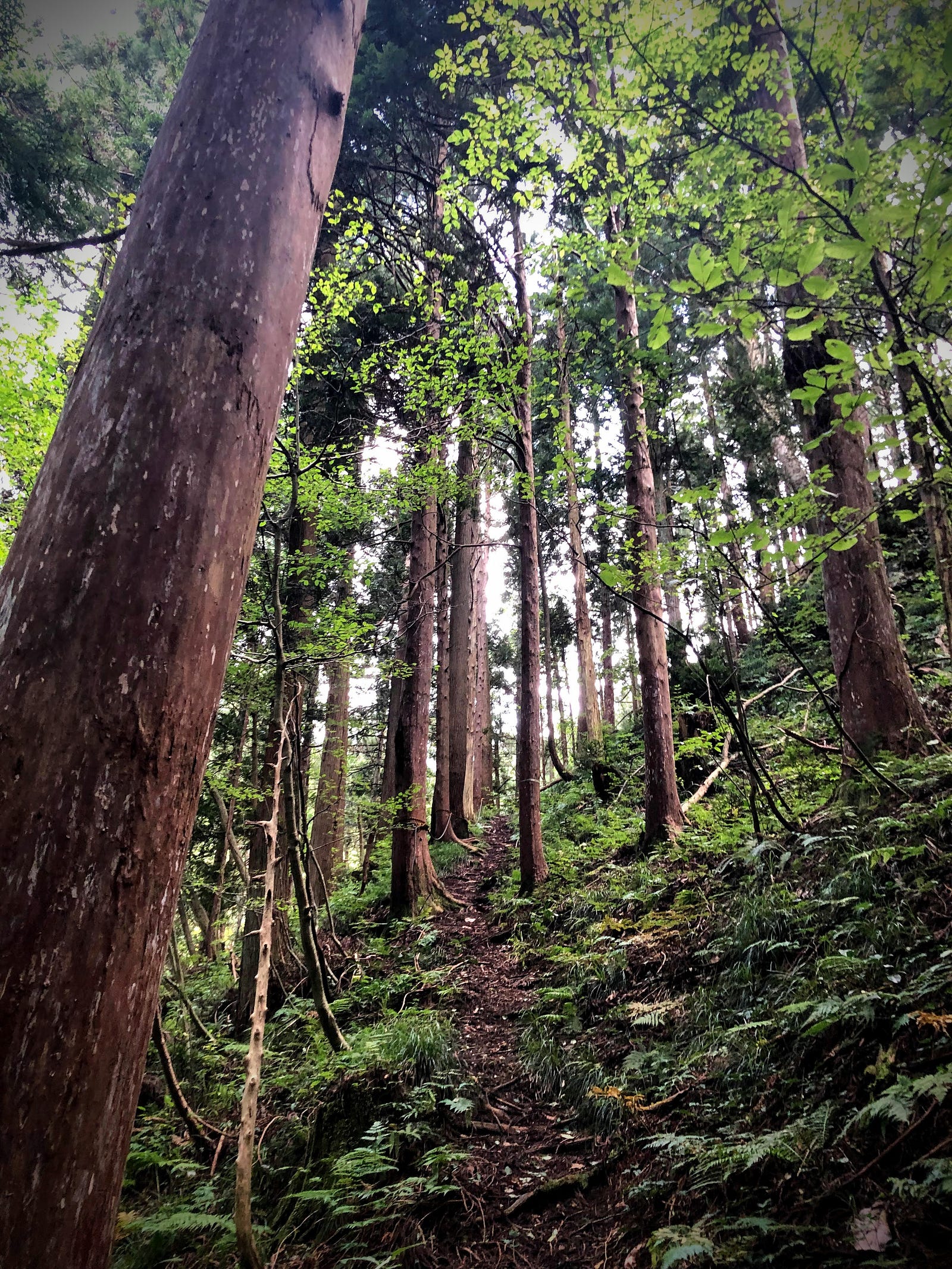 Tall thin cedar trees provide shade on the steep path up Mt. Fujikura