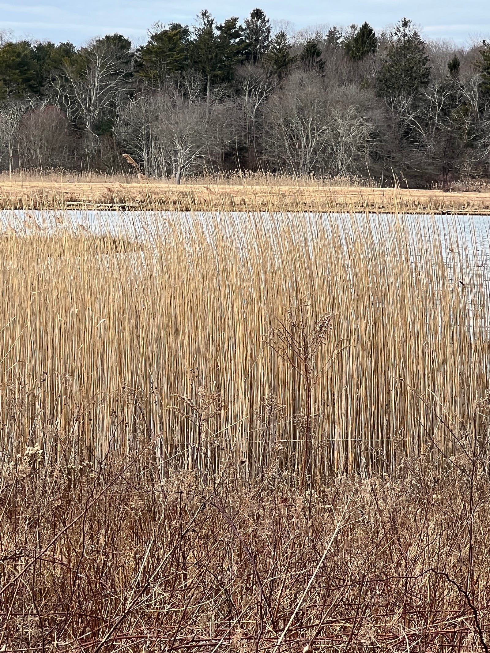 Photo of a tidal marsh at Harkness Memorial State Park in Waterford, CT along Long Island Sound. This winter photo shows a strong vertical stand of tall grasses through which the tidal marsh can be seen, along with the scrub brushes and conifers that make up the tree line on the far shore. Photo by Ron Steed