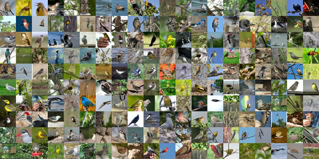 Dataset of birds