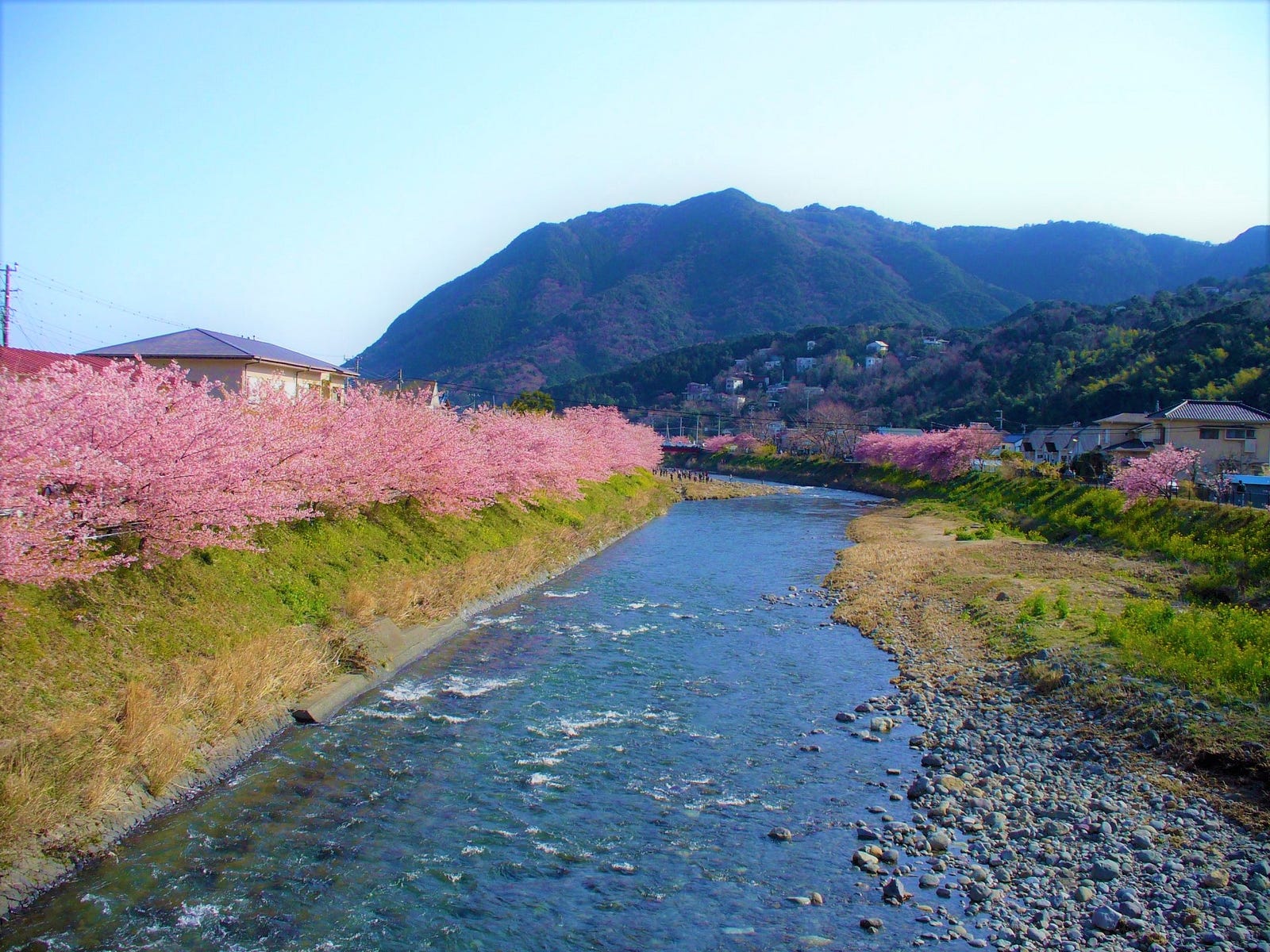 Kawazu Cherry Blossom Festival 2019 Japan Travel Guide JW Web Magazine