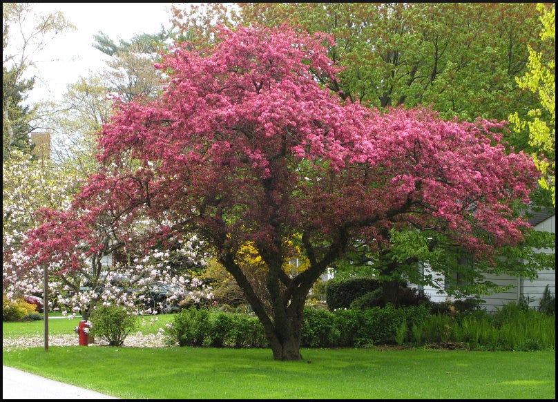 Charming Small Trees for Your Yard Phillip Presley Medium