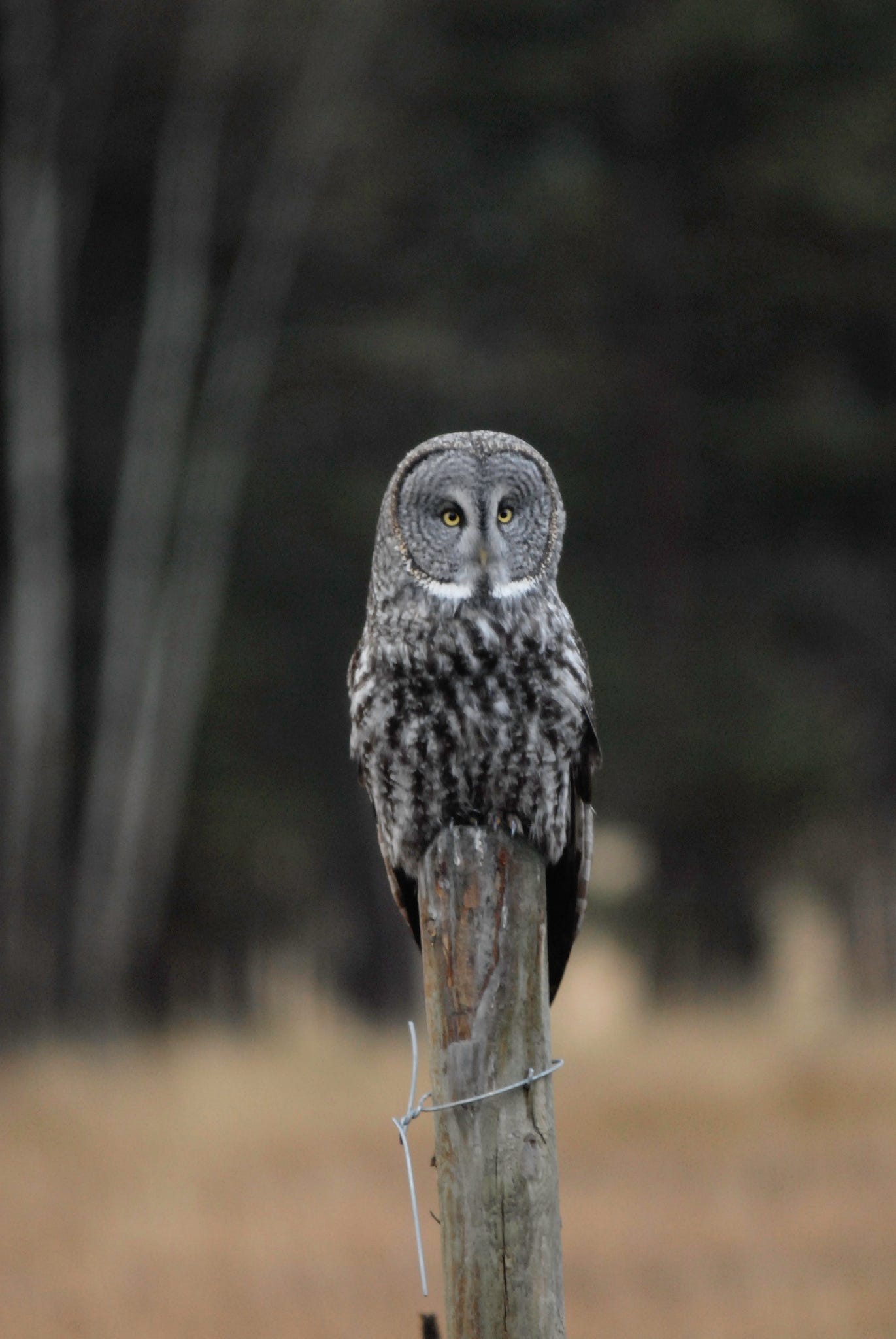 Who’s Who 10 Superb Owls Worth Knowing Updates from the U.S. Fish