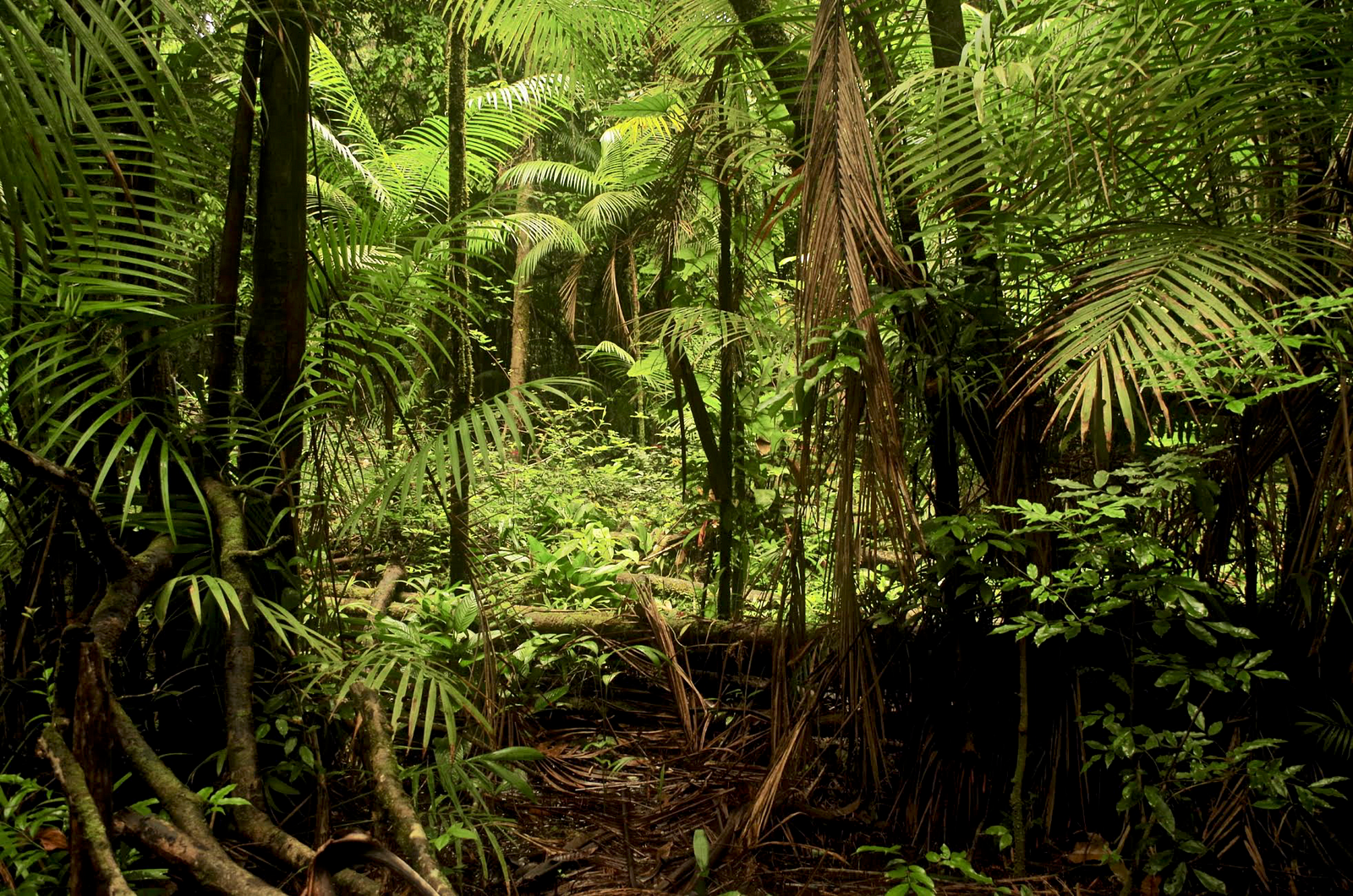 Disturbing The Carbon Balance Of The Amazon – Roots And Shoots – Medium