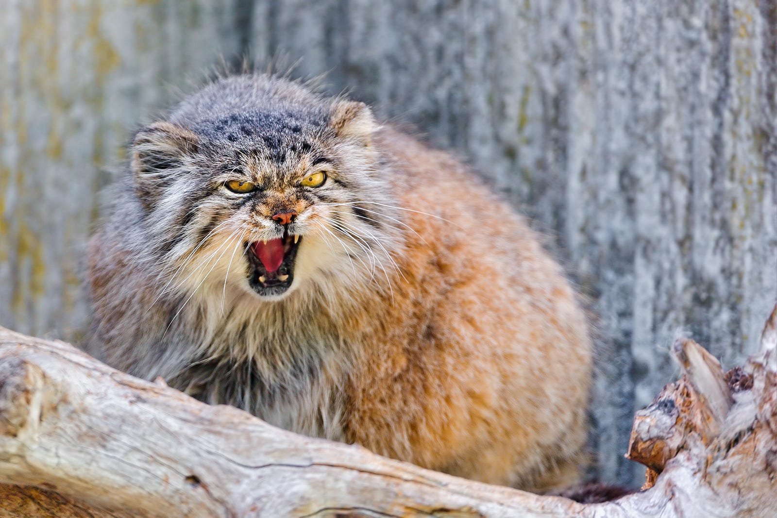 hansa pallas cat