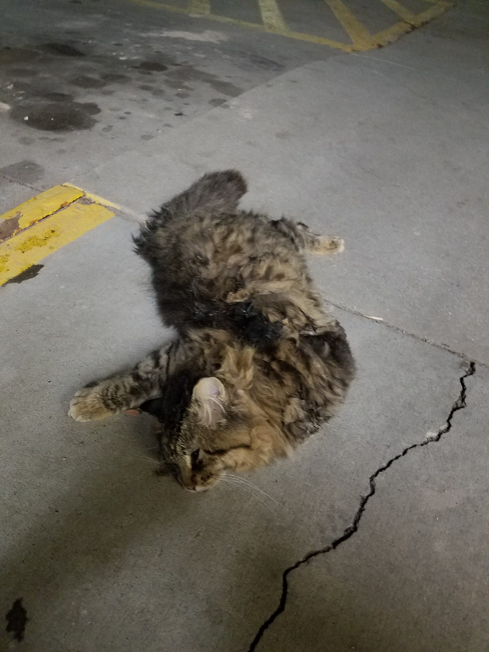 Dead Cat On The Sidewalk Austin Verity Karn Medium dead-cat-on-the-sidewalk-austin-verity-karn-medium