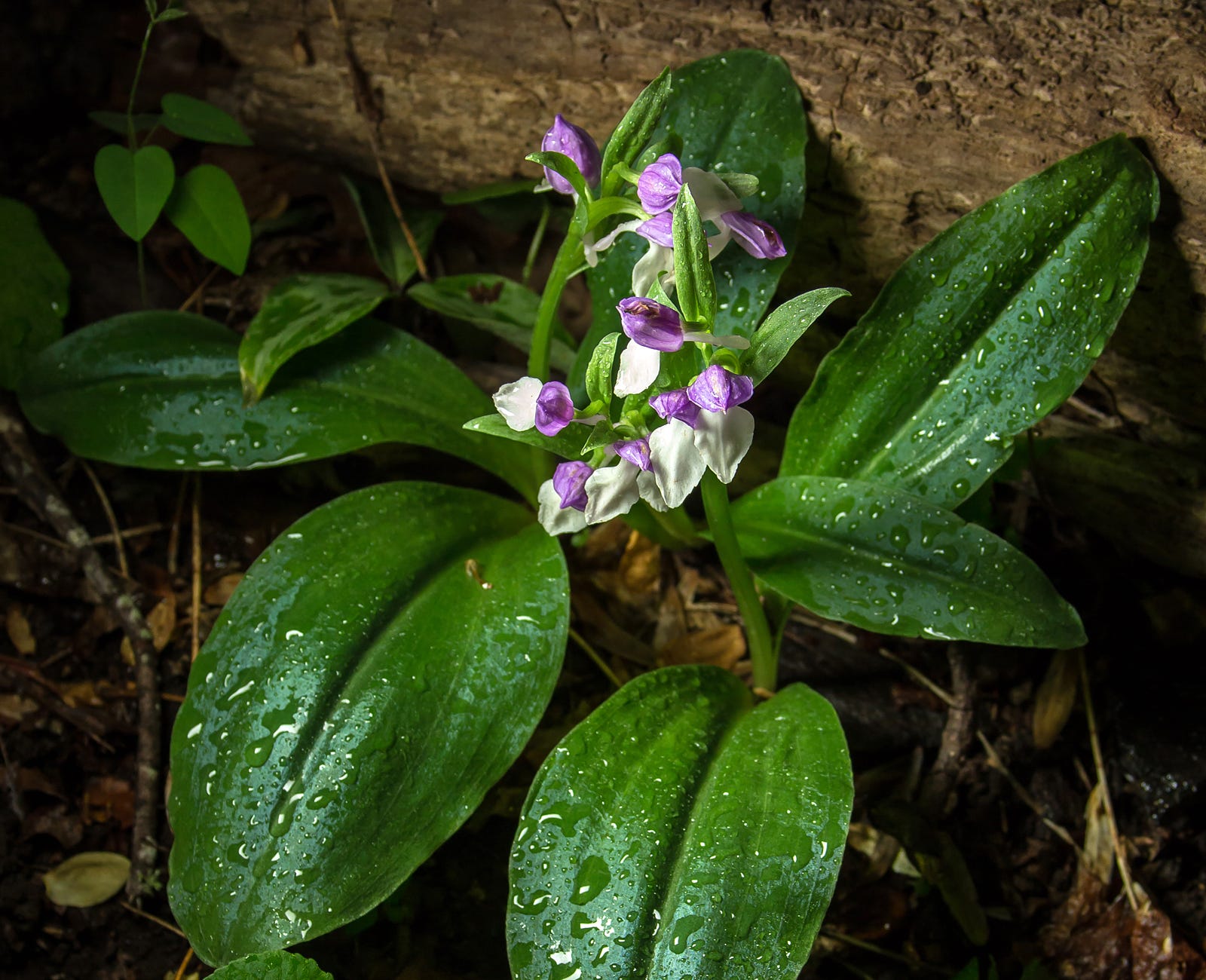 25 of the Most Beautiful Wildflowers in Georgia - The ...