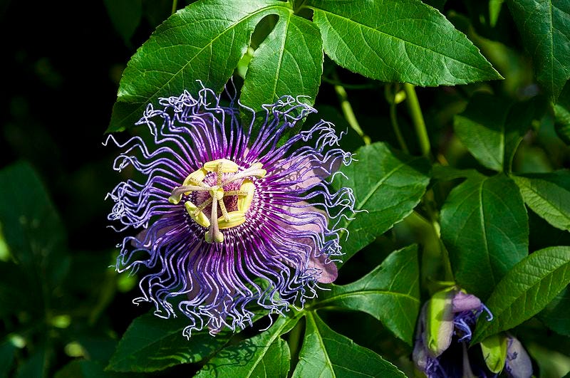 Maypop: A Cold-Hardy Passion Fruit Native to North America