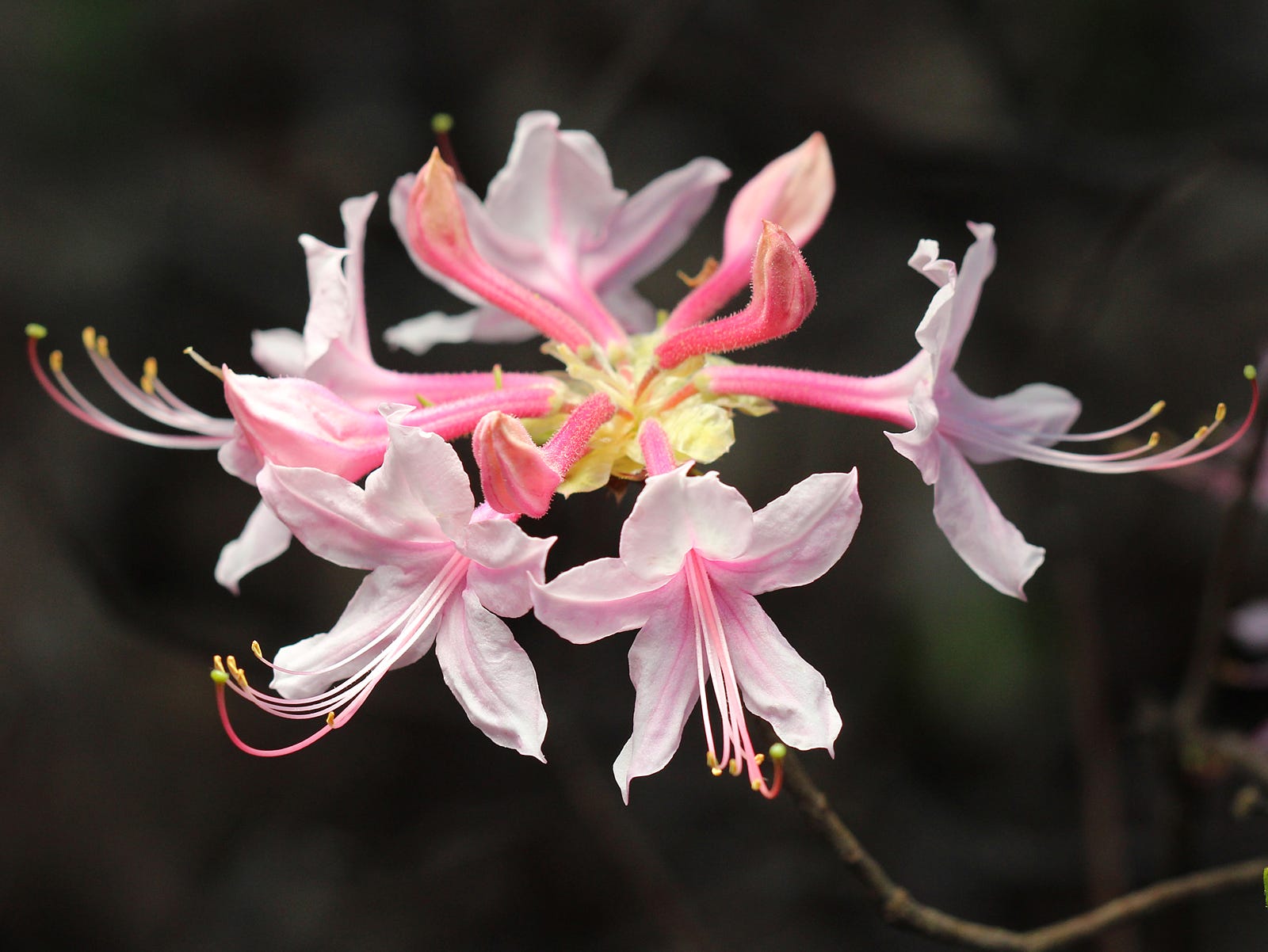 25 of the Most Beautiful Wildflowers in The Philipendium Medium