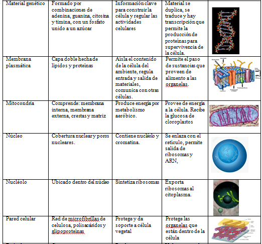 Cuadros Comparativos Entre Mitosis Y Meiosis Cuadro Comparativo