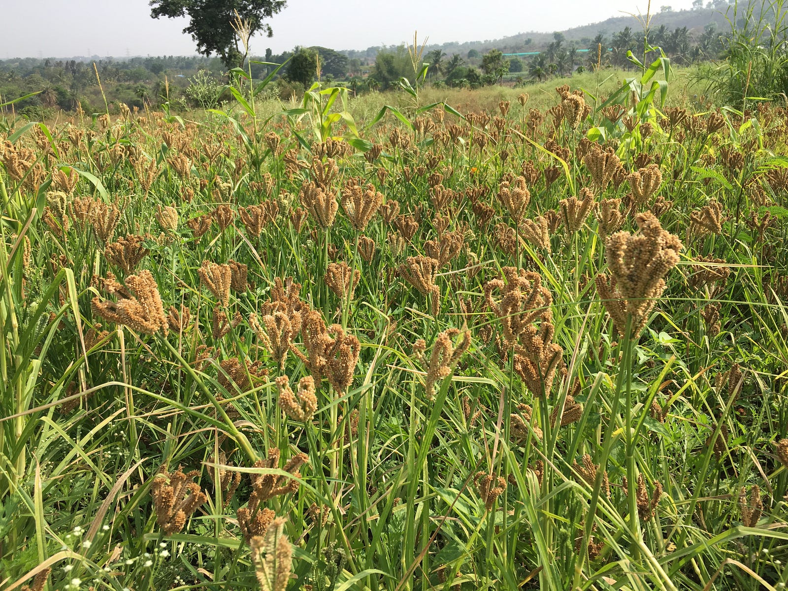 Growing Millets (ancient grain) Bhaskara Kempaiah Medium