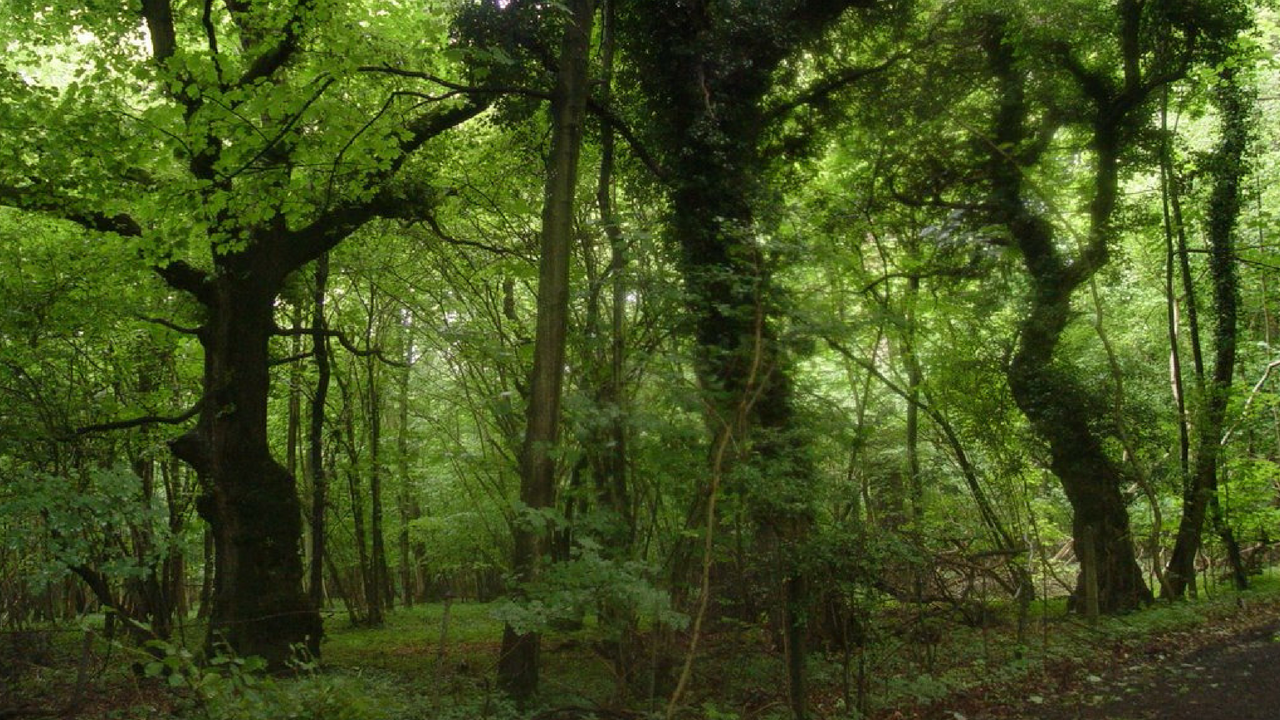 Top 10 Haunted Forests in the World Strange But True Medium