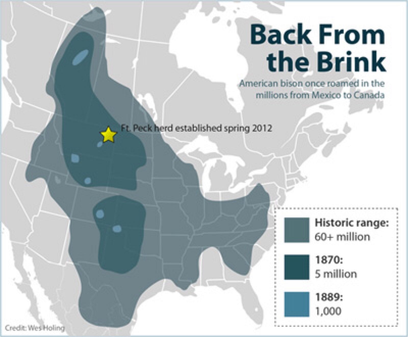 THE MIGHTY BISON our new national mammal? William Stacy Medium