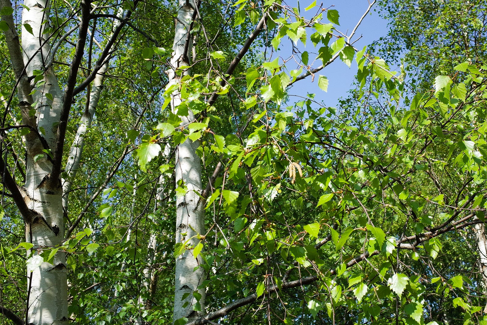 Making Tea Edible: Burmese laphet from the local leaves of the Nordic ...