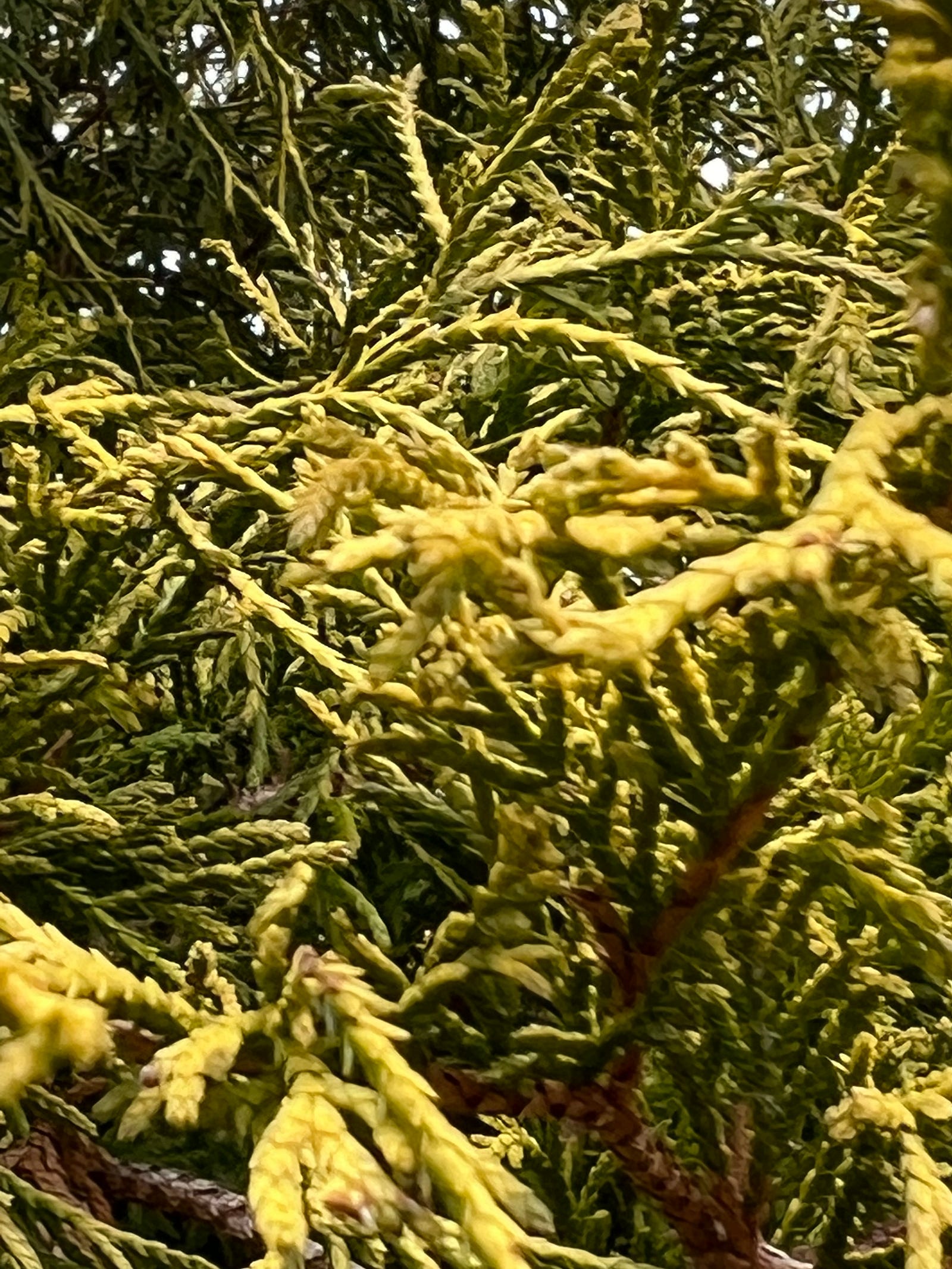 Photo of a tangled web of evergreen branches at Connecticut College Arboretum, New London, CT