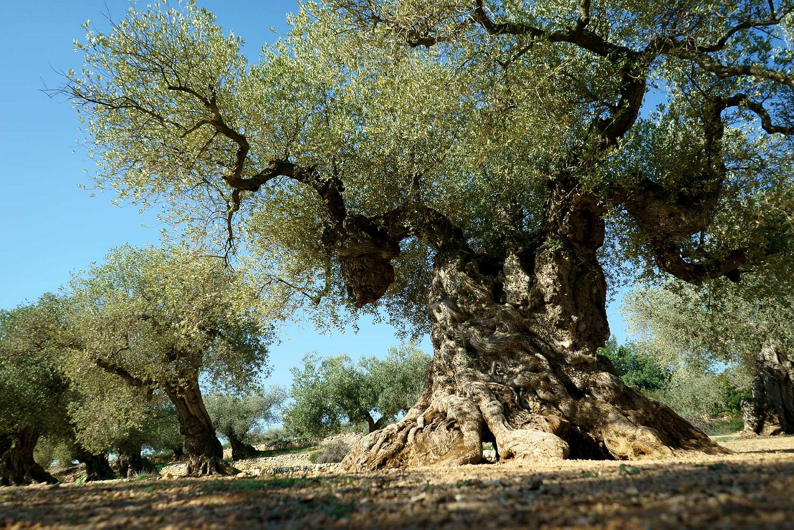 The Oldest Olive Trees Ibrahim Alalou Medium