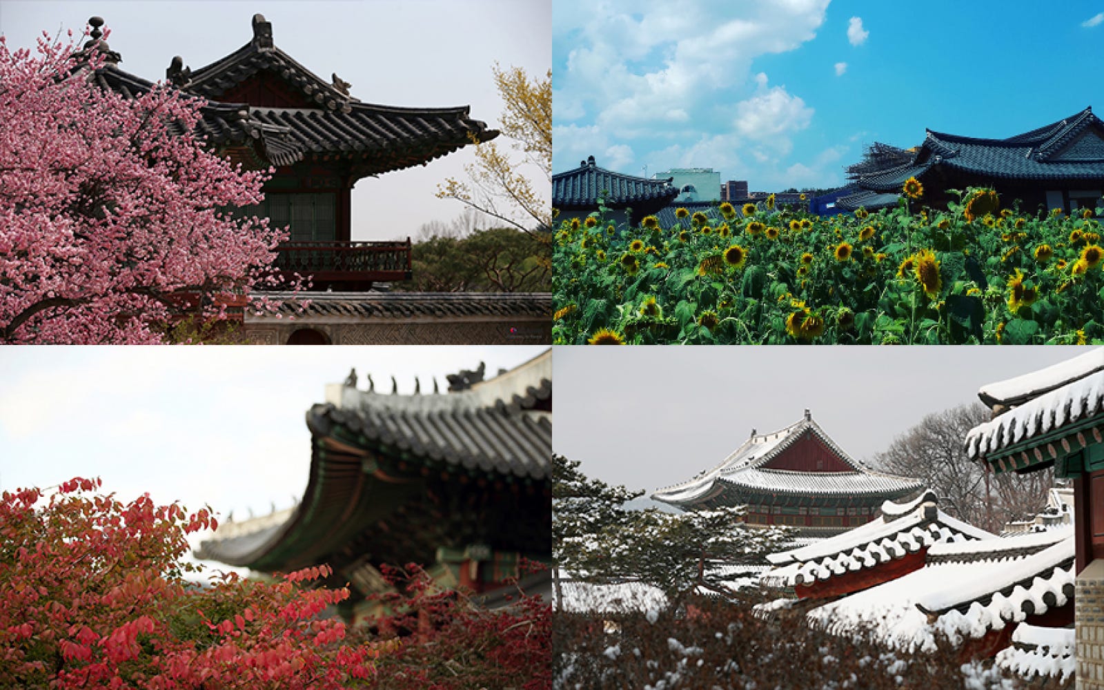 Korea, the land of twentyfour seasons KnowingKorea Medium