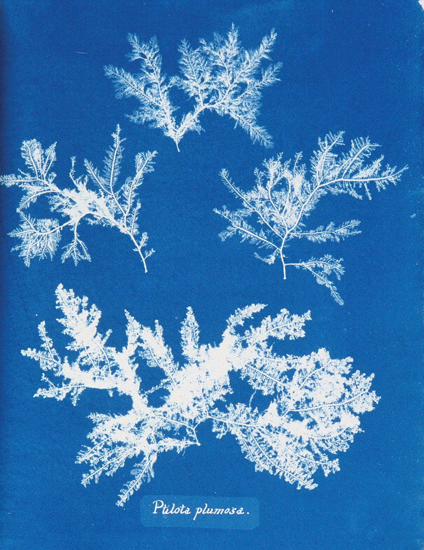 Image result for cyanotype