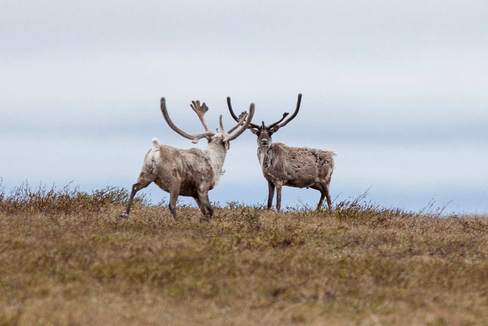 Two caribou on a hill. They have very large antlers, and one of them is looking right at the camera.