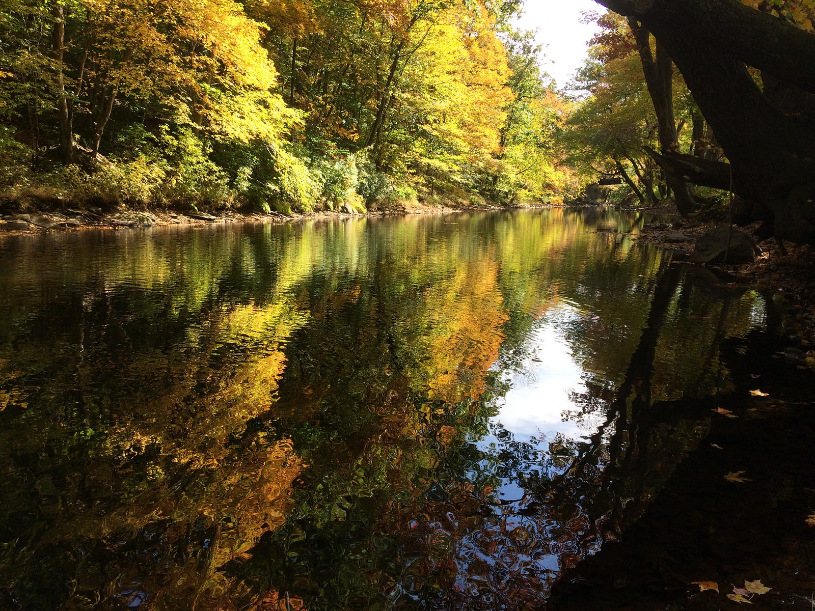 Photo from the bank of the Yantic River as it flows slowly through the village of Yantic, CT. The orange and yellow leaves of fall decorate the river banks.