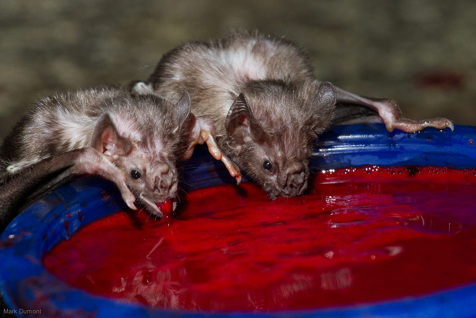 Are bats altruistic? – experiment – Medium
