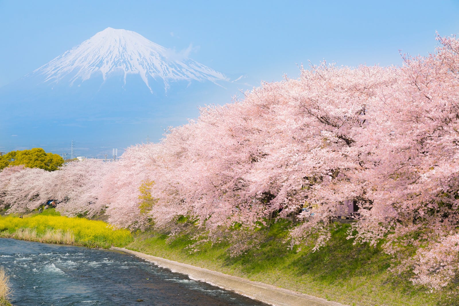 5 Best Cherry Blossom Spots around Mt.Fuji 2019 – Japan Travel Guide ...