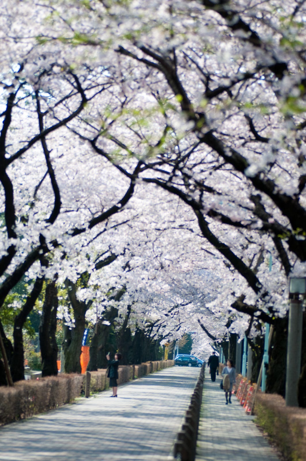 Aoyama Cemetery Cherry Blossoms 2019 – Japan Travel Guide -jw Web Magazine