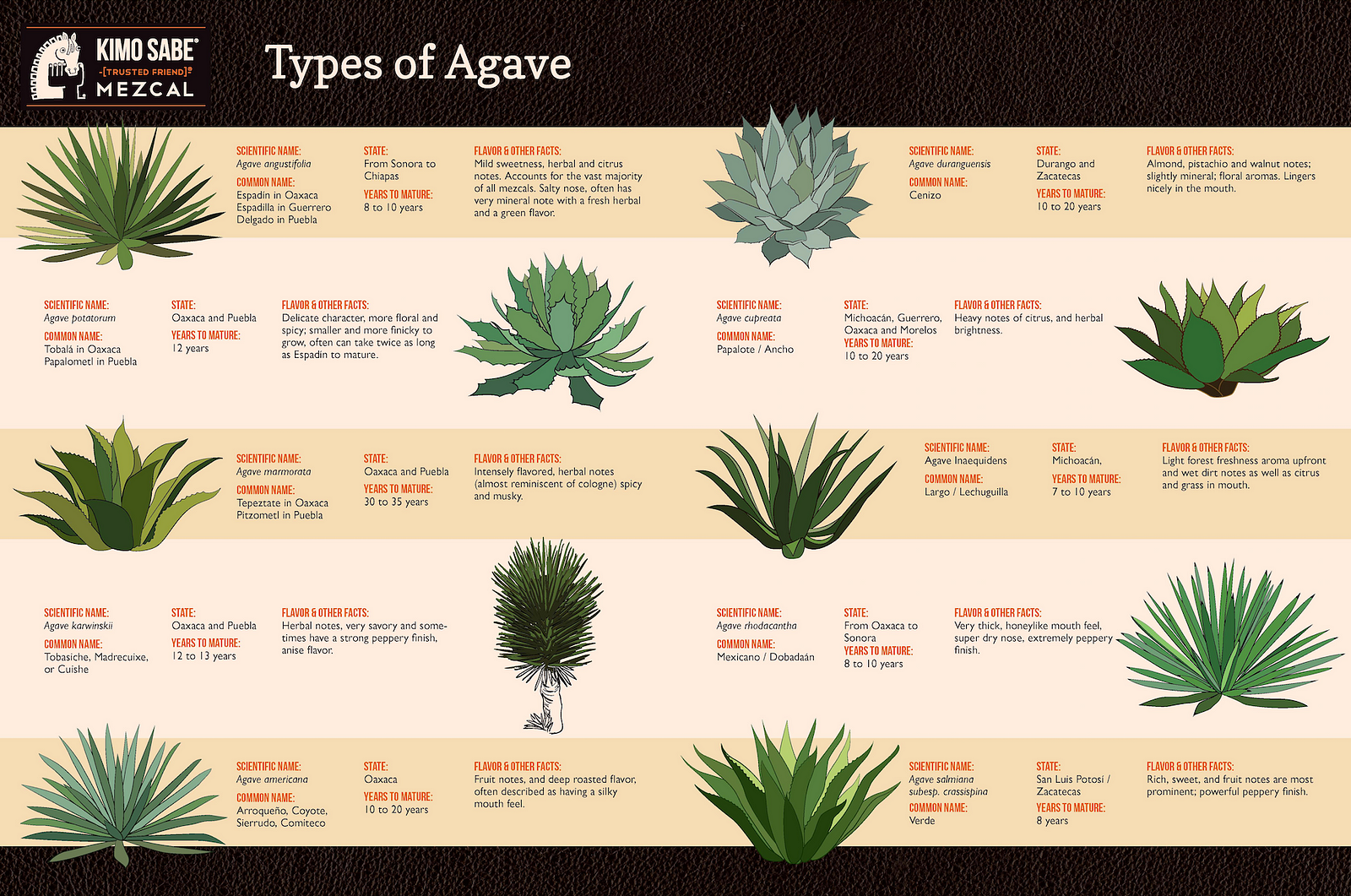 3 Reasons Not to Worry about the Agave Shortage Kimo Sabe Mezcal News