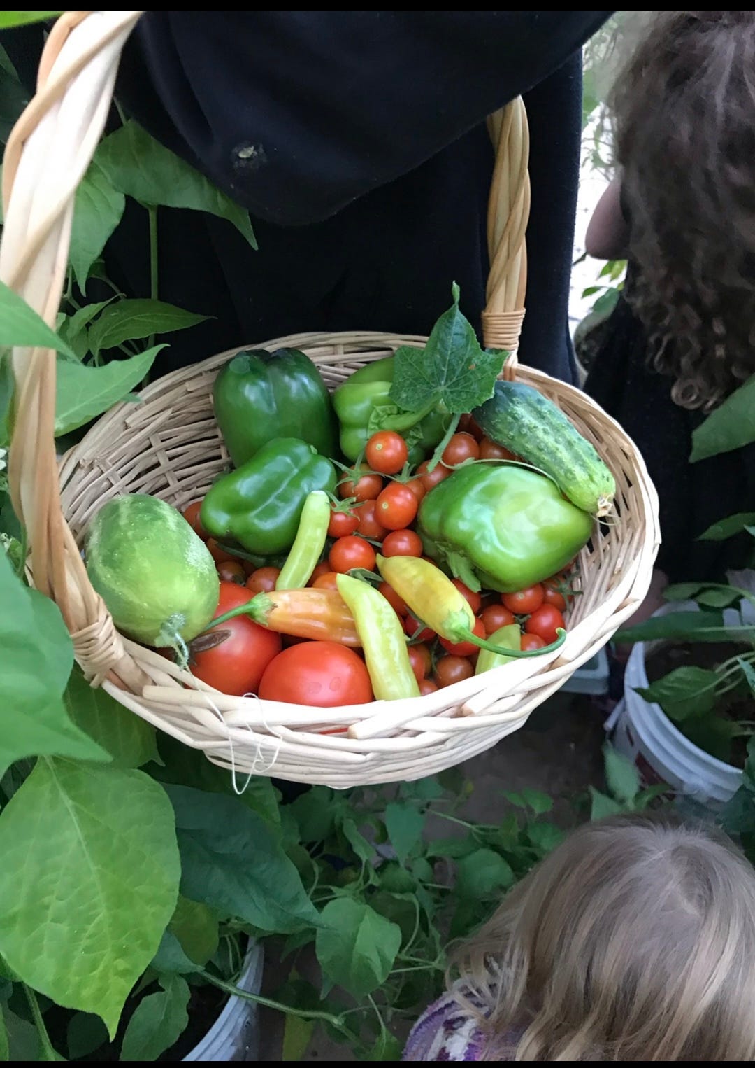 A wicker basket full of homegrown vegtables, surounded by greenery.