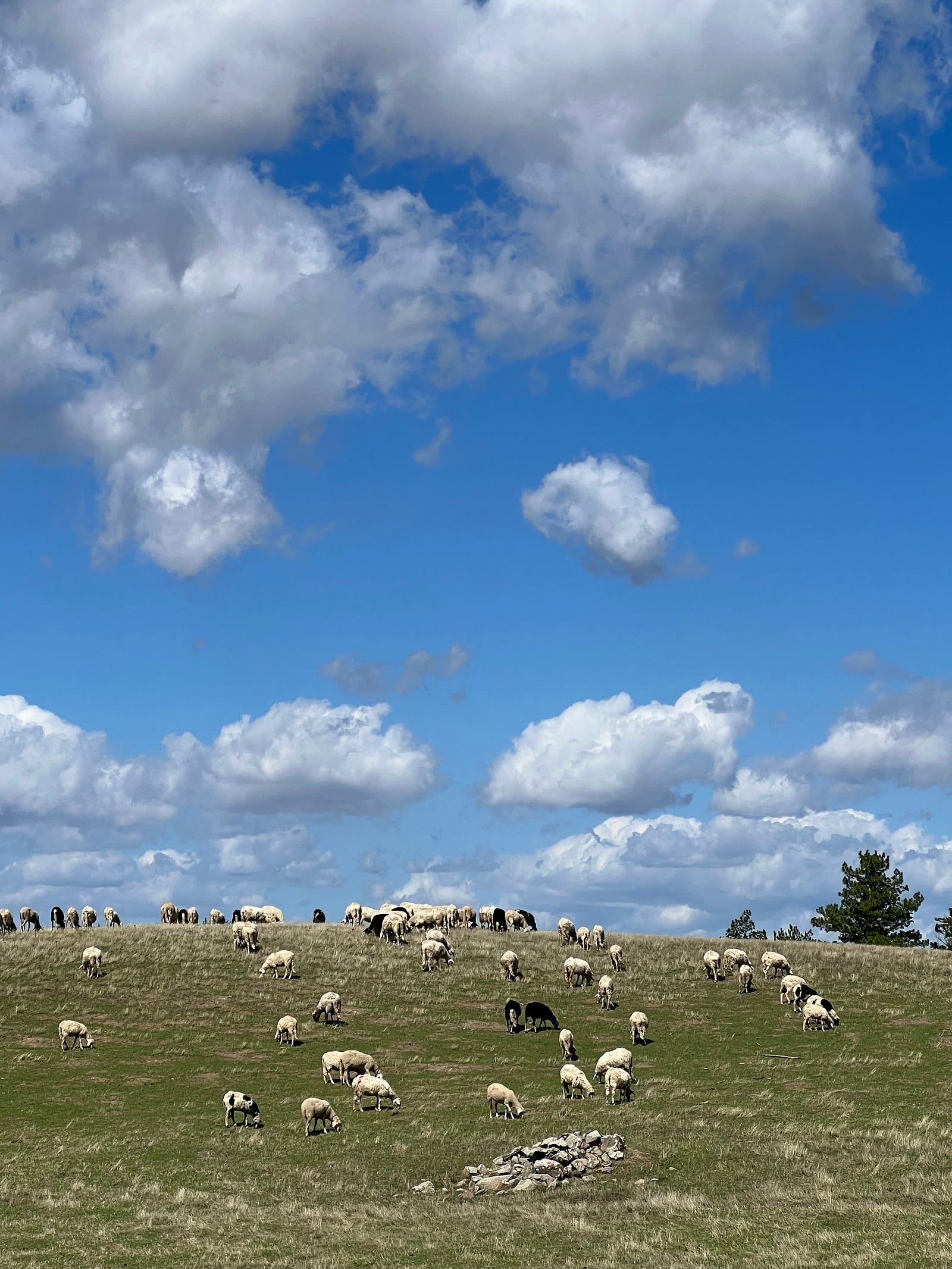 Photo of a sunlit hilltop covered with white and black sheep beneath bright cumulous clouds in Radicofani, Tuscany.