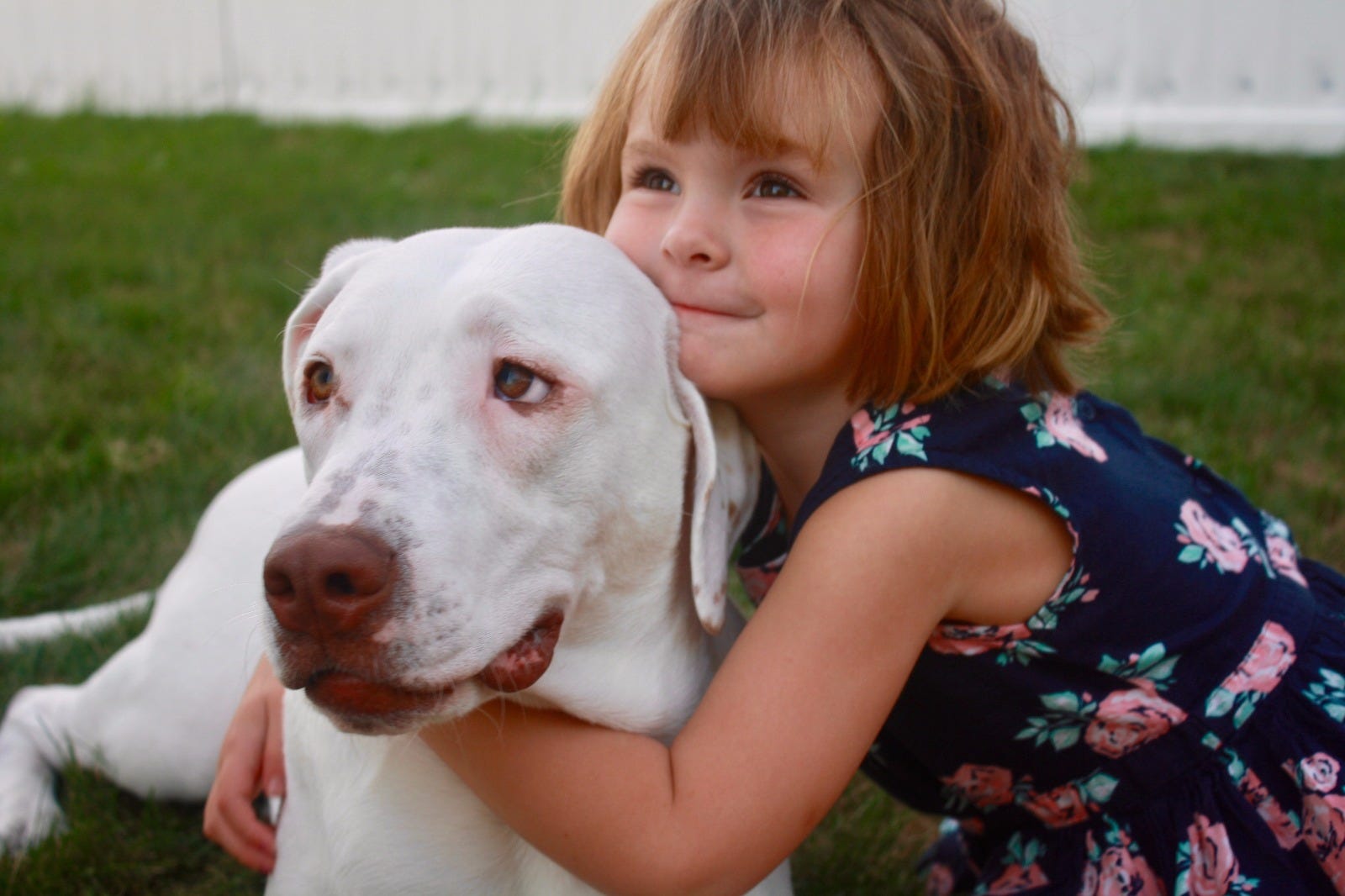 5-reasons-to-adopt-a-pet-adopets-medium