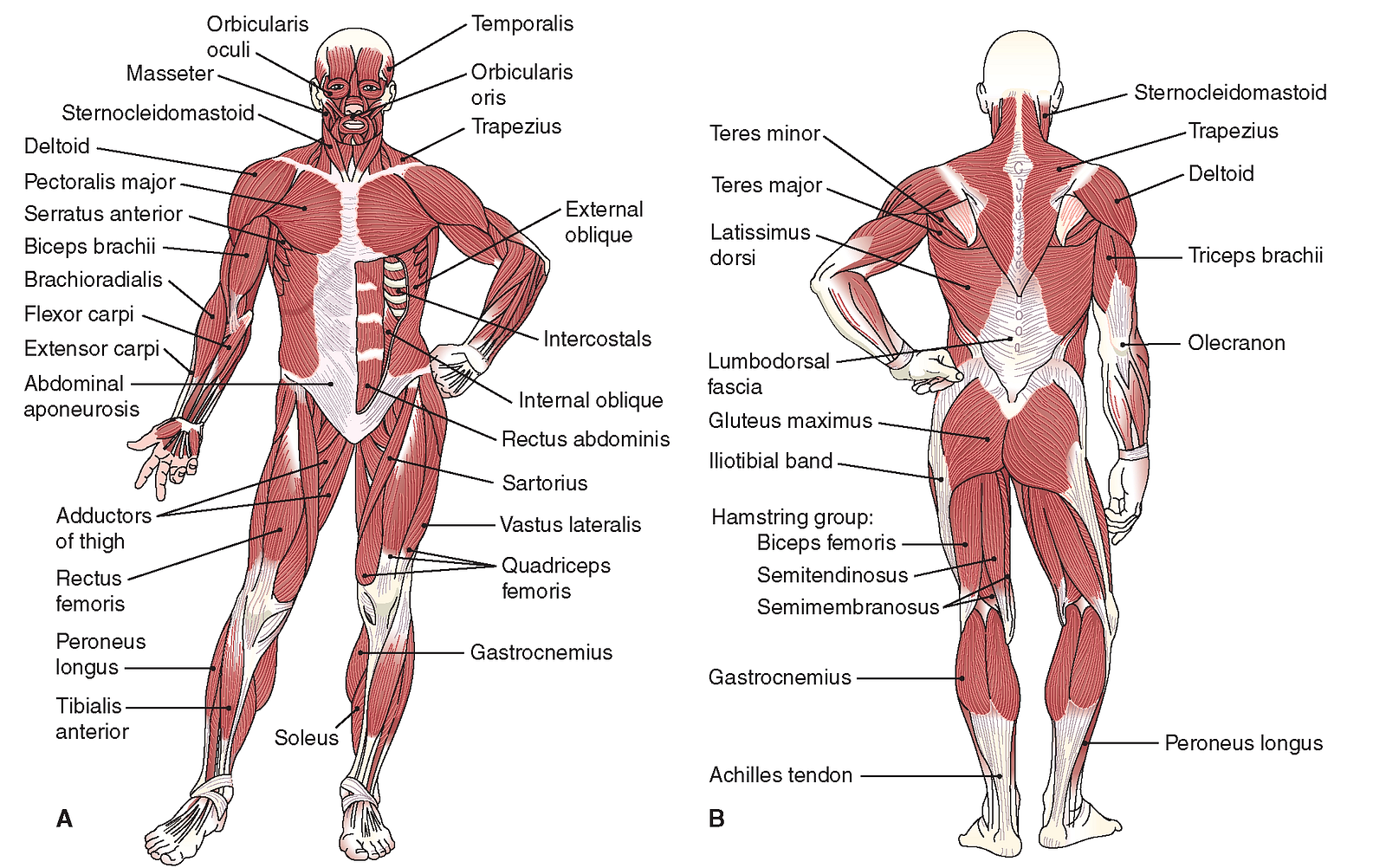 Nasm Muscle Chart