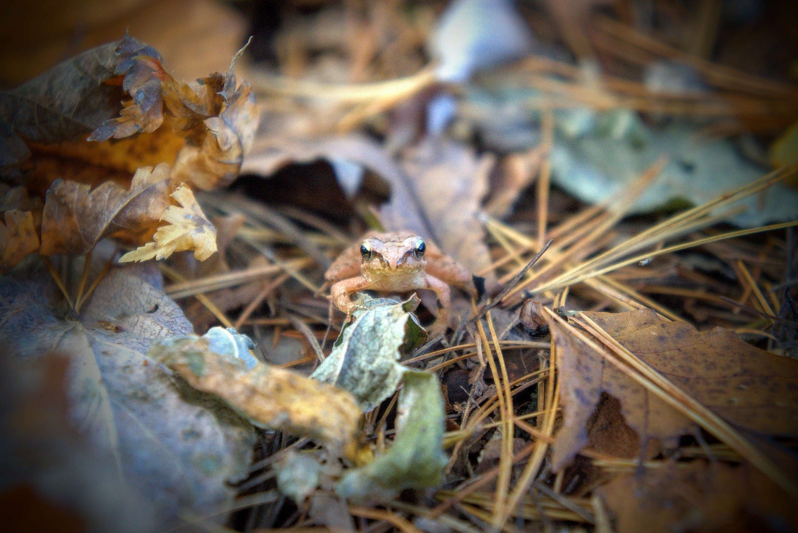 A tiny brown frog found amongst the fallen leaves along the path up Mt. Hokari