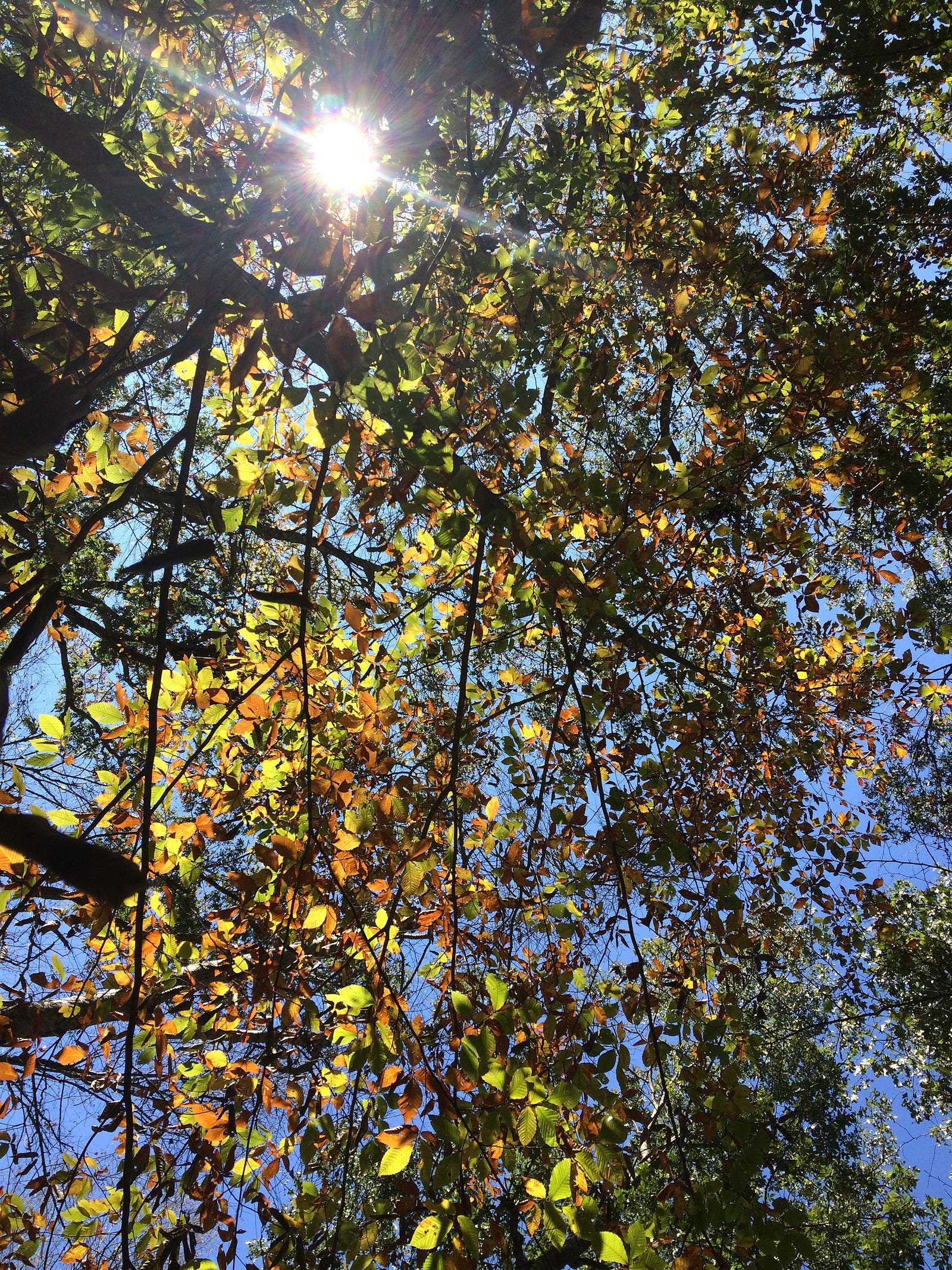 Photo over an overhead view of yellow leafed beech trees in October, the sun shining brightly through the leaves.