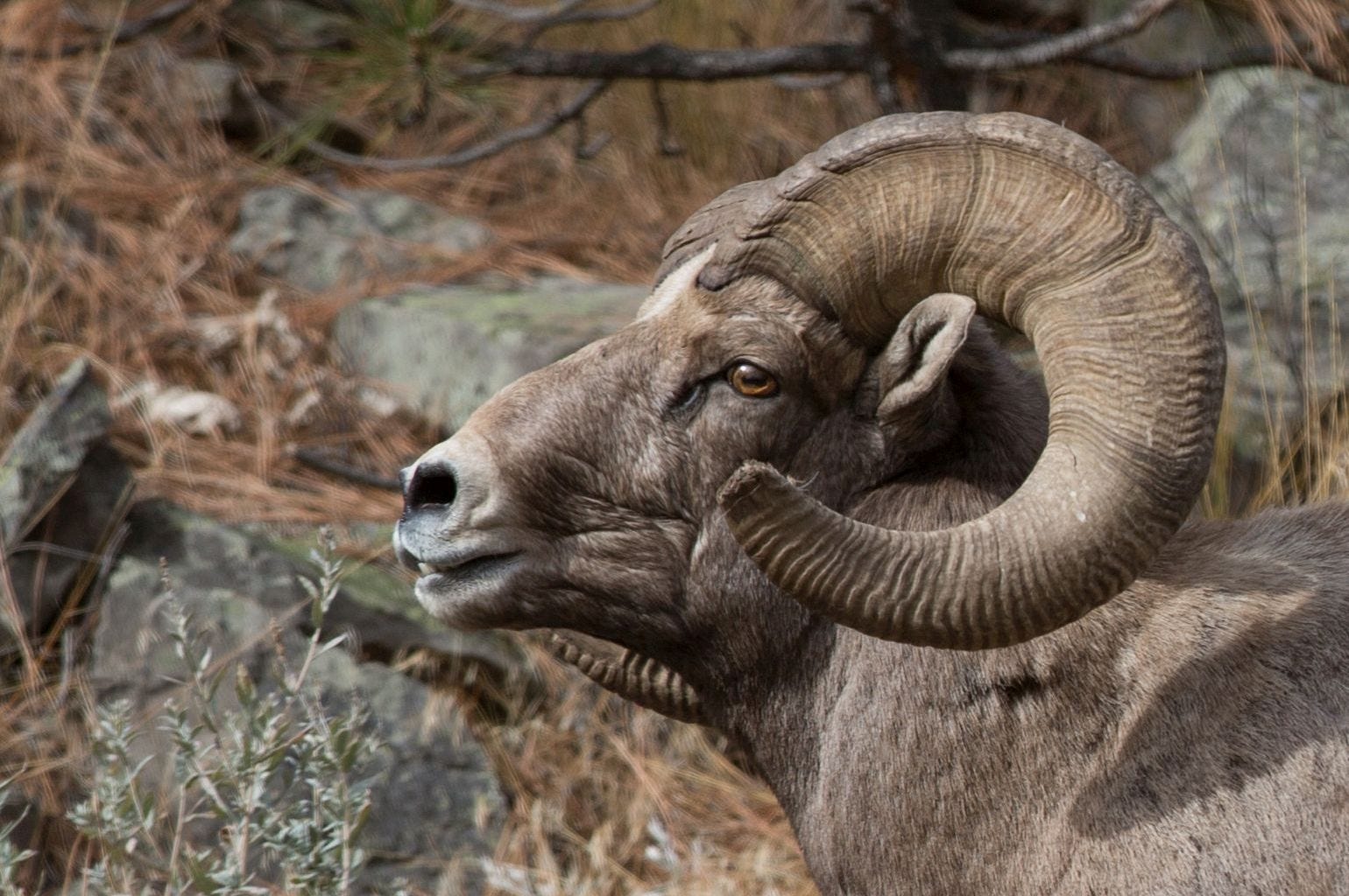 11 Facts About Antlers – Updates from the U.S. Fish and Wildlife ...