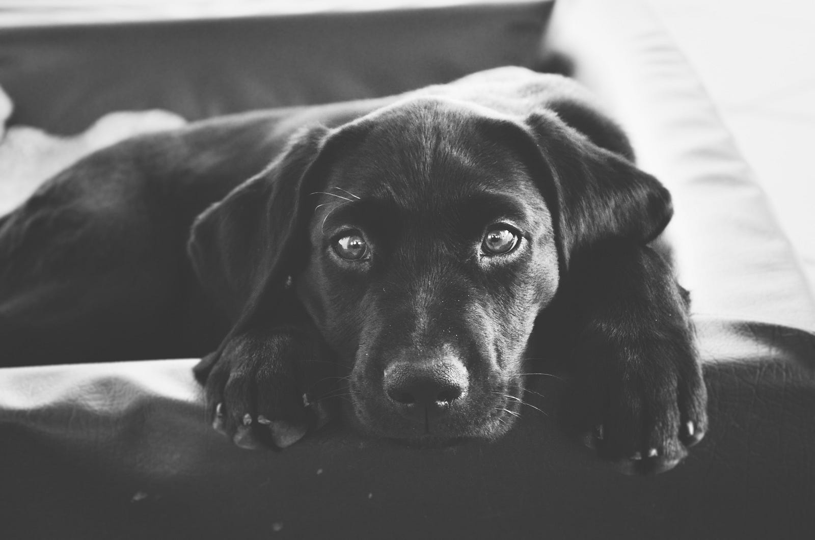 The Black Dog That Chased Me Out of Depression – Tara Heavey – Medium