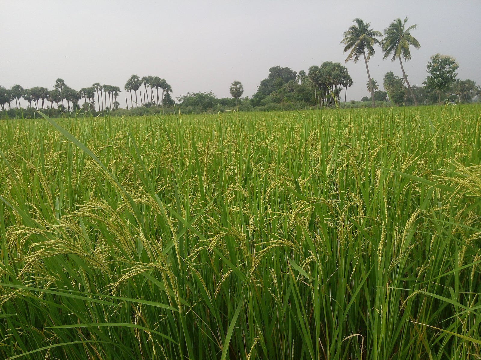 The Life of Paddy – Saravanan Ramupillai – Medium