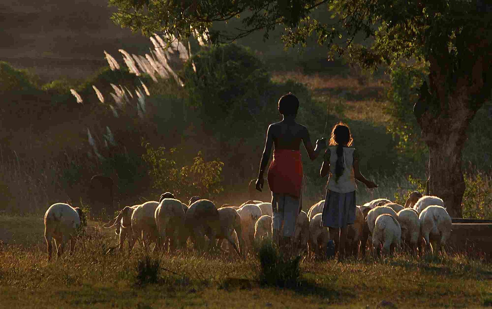 Image result for shepherdS IN KERALA FOREST