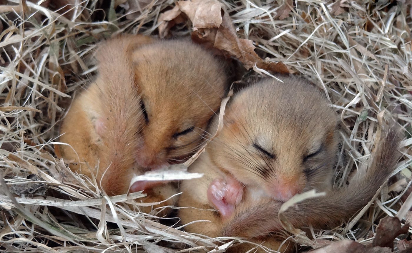 Five Animals Handling Winter Like a Boss – Center for Biological ...