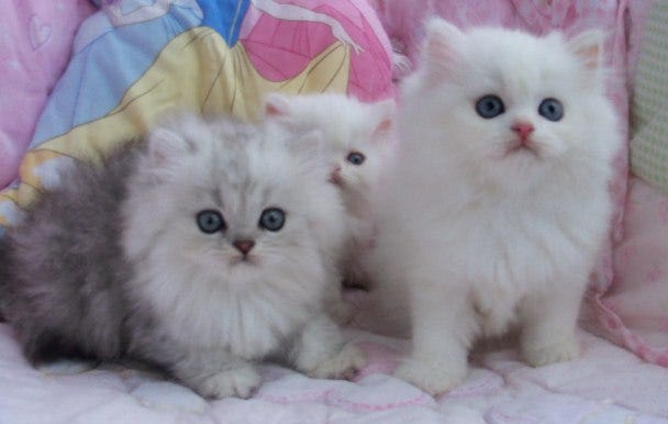 Cara Merawat Kucing Yang Baik Agar Tetap Sehat Dan Terjaga Cara Merawat Kucing Yang Baik Agar Tetap Sehat Dan Terjaga