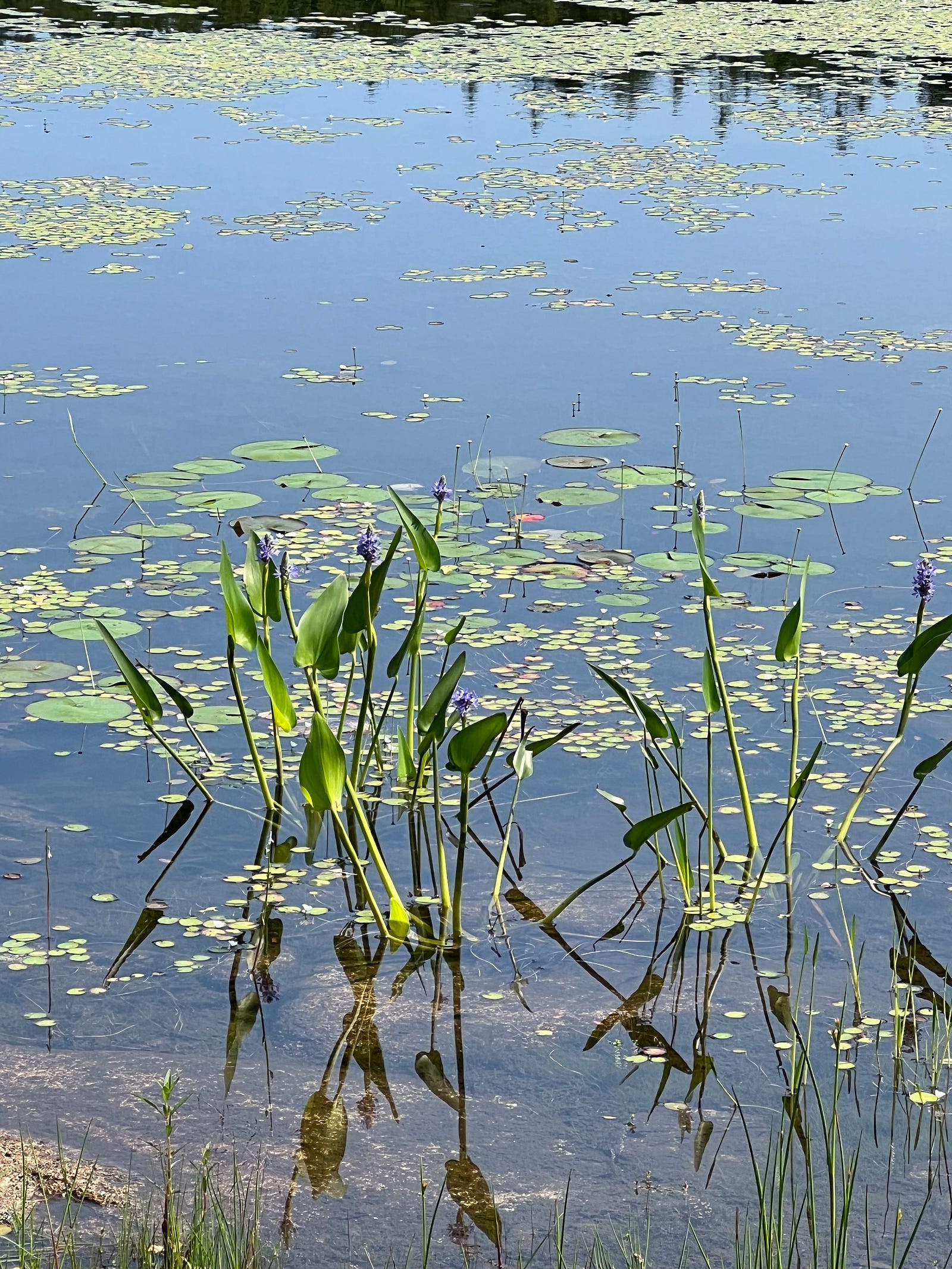 Photo of green plants and water lillies floating on a dead calm shore in Bar Harbor, Maine.