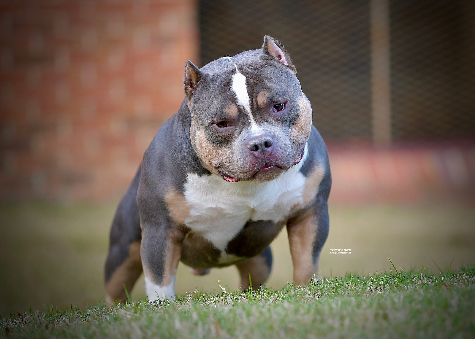 TOP PRODUCING POCKET BULLY STUD, LOUIS V LINE'S VENOM PRODUCTIONS, (UPDATED 2022), by BULLY KING Magazine, BULLY KING Magazine