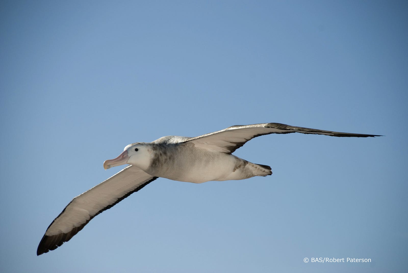 “Albatross!” The legendary giant seabird – Cambridge Animal Alphabet ...