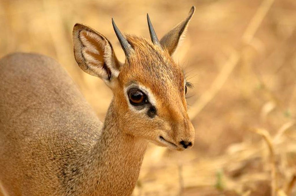 Dik-Dik Antelope Safari in National Parks of Tanzania