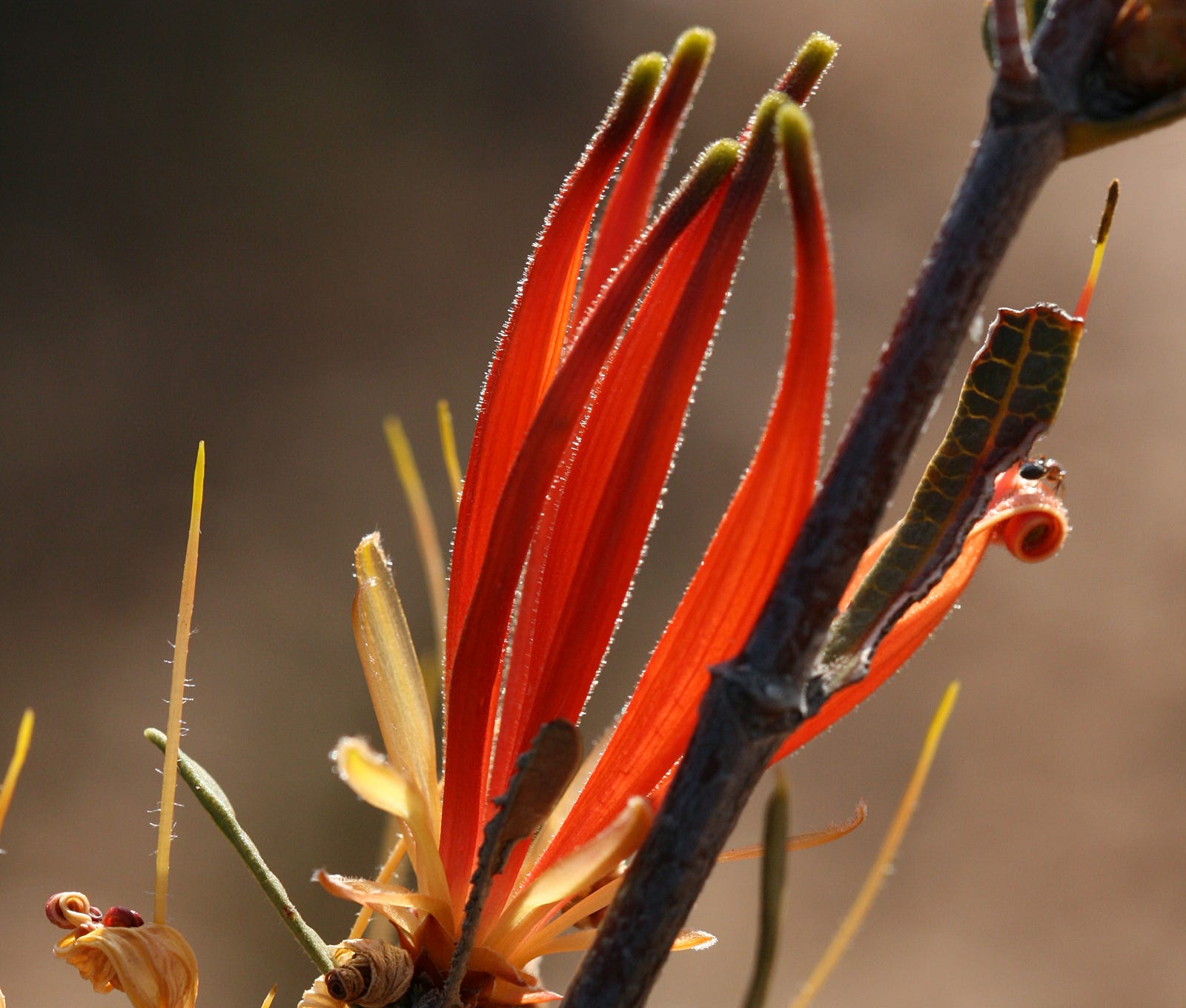 25 Beautiful Australian Wildflowers The Philipendium Medium